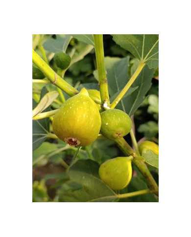 Bio Feigenbaum Gentile Bianco (*)