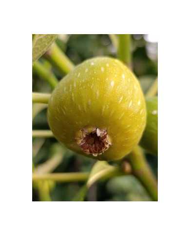 Bio Feigenbaum Gentile Bianco (*)