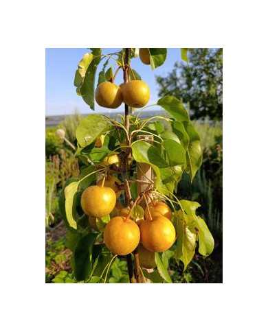 Bio Nashi, Asiatische Apfelbirne 'Aromspur Nashi' Bio Nashi, Asiatische Apfelbirne 'Aromspur Nashi'