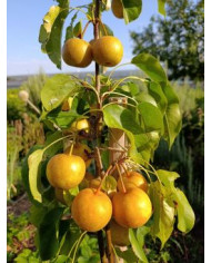 Bio Nashi, Asiatische Apfelbirne 'Aromspur Nashi' Bio Nashi, Asiatische Apfelbirne 'Aromspur Nashi'