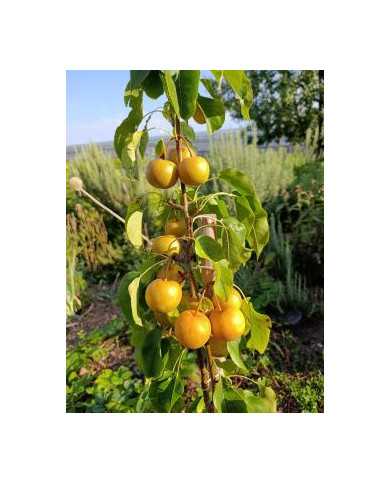 Bio Nashi, Asiatische Apfelbirne 'Aromspur Nashi' Bio Nashi, Asiatische Apfelbirne 'Aromspur Nashi'