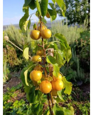 Bio Nashi, Asiatische Apfelbirne 'Aromspur Nashi' Bio Nashi, Asiatische Apfelbirne 'Aromspur Nashi'