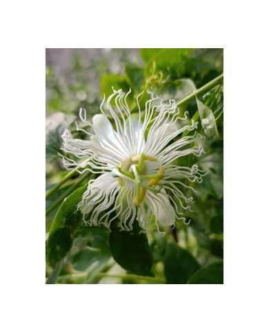 Bio Passionsfrucht "Snowstar" winterhart