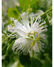 Bio Passionsfrucht "Snowstar" winterhart