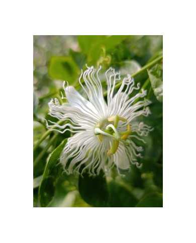 Bio Passionsfrucht Package "Eia Popeia" +"Snowstar" wegen Kreuzbestäubung