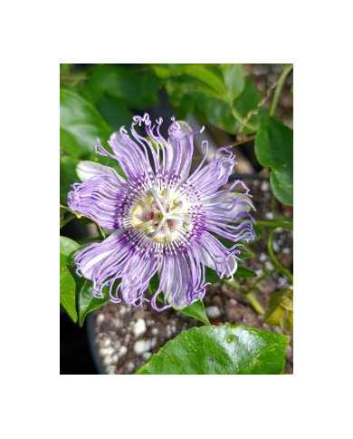 Bio Passionsfrucht "Eia Popeia" winterhart