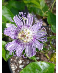 Bio Passionsfrucht "Eia Popeia" winterhart