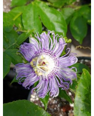 Bio Chinesischer Gemüsebaum Bio Chinesischer Gemüsebaum