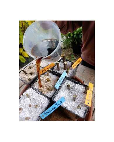 - Vermehrungsset mit 5x5 Feigensteckhölzern