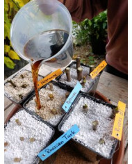 - Vermehrungsset mit 5x5 Feigensteckhölzern