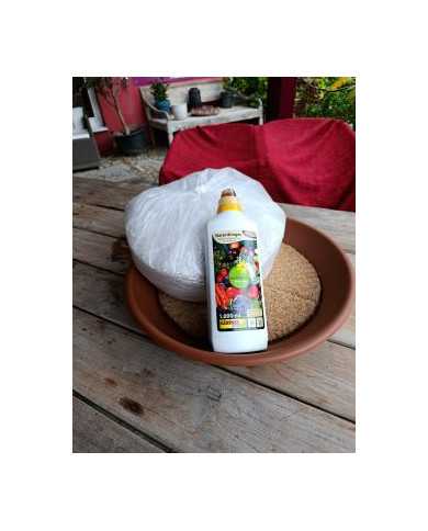 - Vermehrungsset mit 5x5 Feigensteckhölzern