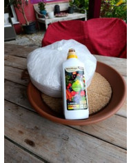 - Vermehrungsset mit 5x5 Feigensteckhölzern