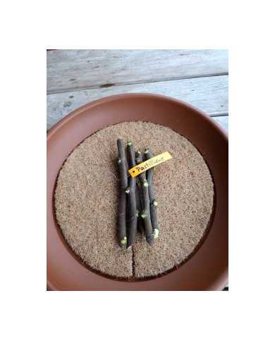 - Vermehrungsset mit 5x5 Feigensteckhölzern