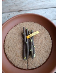 - Vermehrungsset mit 5x5 Feigensteckhölzern