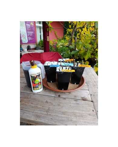 - Vermehrungsset mit 5x5 Feigensteckhölzern