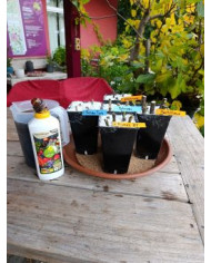 - Vermehrungsset mit 5x5 Feigensteckhölzern