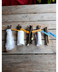 - Vermehrungsset mit 5x5 Feigensteckhölzern