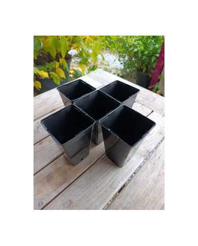 - Vermehrungsset mit 5x5 Feigensteckhölzern