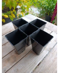 - Vermehrungsset mit 5x5 Feigensteckhölzern