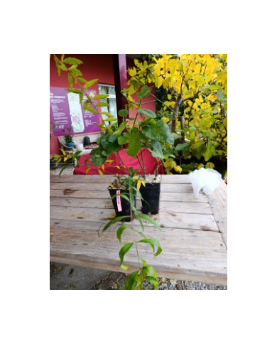 - Vermehrungsset mit 5x5 Feigensteckhölzern