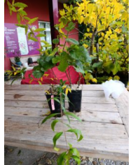 - Vermehrungsset mit 5x5 Feigensteckhölzern