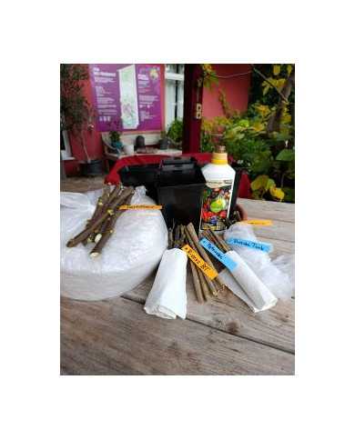 - Vermehrungsset mit 5x5 Granatapfelsteckhölzern - Vermehrungsset mit 5x5 Granatapfelsteckhölzern