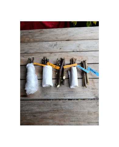 - Vermehrungsset mit 5x5 Granatapfelsteckhölzern - Vermehrungsset mit 5x5 Granatapfelsteckhölzern