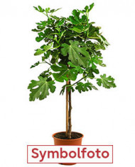 Bio Feige Steckholz Bianchetta (*)