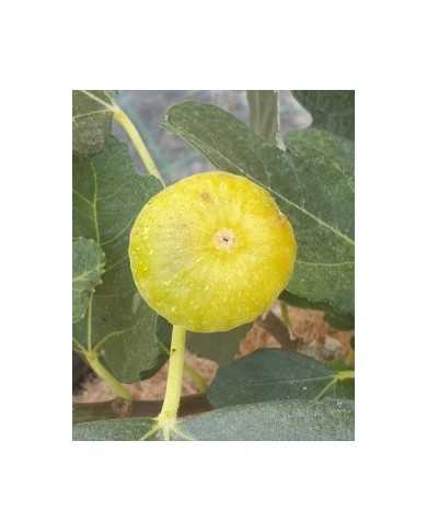 Bio Feige Steckholz Bianchetta (*)