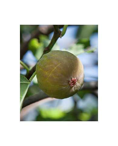 Bio Feige Steckholz BT Schawerda