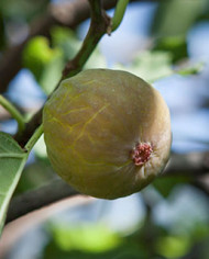 Bio Feige Steckholz Bianchetta (*)