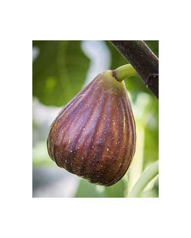 Bio Feige Steckholz BT Süßer Georg, Sweet George