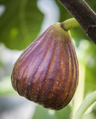 Bio Feige Steckholz BT Schawerda