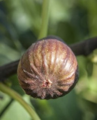 Bio Feige Steckholz BT Süßer Georg, Sweet George