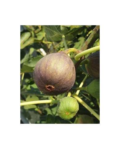 Bio Feige Steckholz BT Süßer Georg, Sweet George