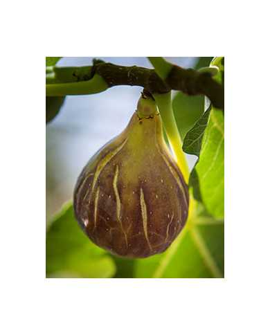 Bio Feige Steckholz Col de Dame Noir (**)