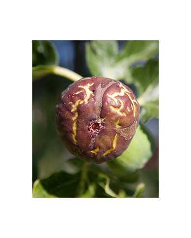 Bio Feige Steckholz Col de Dame Noir (**)