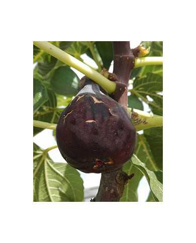 Bio Feige Steckholz Col de Dame Noir (**) Bio Feige Steckholz Col de Dame Noir (**)