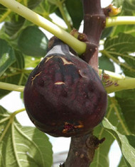 Bio Feige Steckholz Col de Dame Noir (**) Bio Feige Steckholz Col de Dame Noir (**)