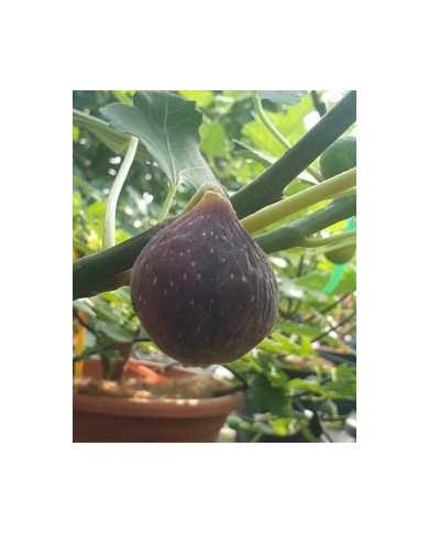 Bio Feige Steckholz Colummaro nero (*)