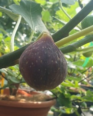 Bio Feige Steckholz Dalmatie (Italien) Bio Feige Steckholz Dalmatie (Italien)