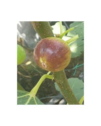 Bio Feige Steckholz Colummaro nero (*)