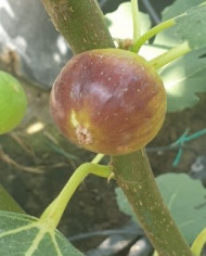 Bio Feige Steckholz Colummaro nero (*) Bio Feige Steckholz Colummaro nero (*)