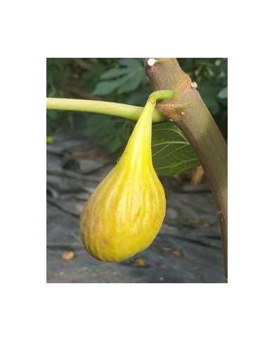 Bio Feige Steckholz Datte (**)