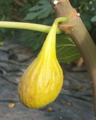 Bio Feige Steckholz Delhi 1 (*) Bio Feige Steckholz Delhi 1 (*)