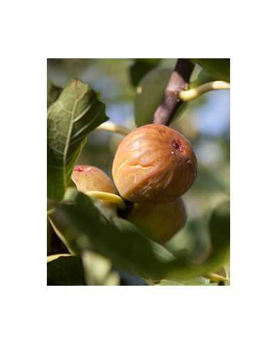 Bio Feige Steckholz Dorée