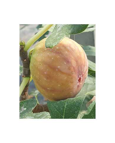 Bio Feige Steckholz Dorée Bio Feige Steckholz Dorée