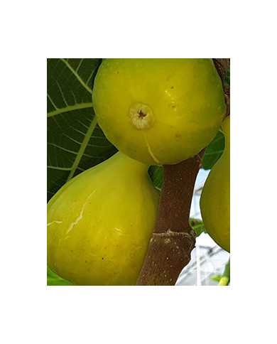 Bio Feige Steckholz Excel (*) Bio Feige Steckholz Excel (*)