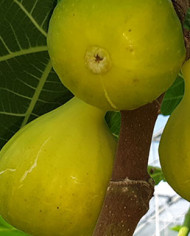 Bio Feige Steckholz Excel (*) Bio Feige Steckholz Excel (*)