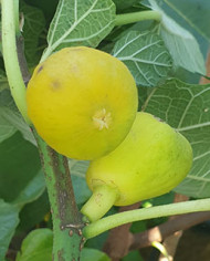 Bio Feige Steckholz Illminster (*) Bio Feige Steckholz Illminster (*)